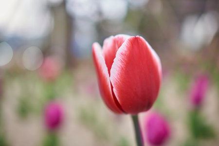 Close-up of a pink tulip in a garden with blurred background.の写真素材