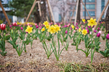 A vibrant garden with yellow daffodils and pink tulips in bloom.の写真素材