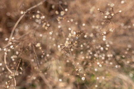 Close-up of dried wildflowers with a soft, blurred backgroundの写真素材