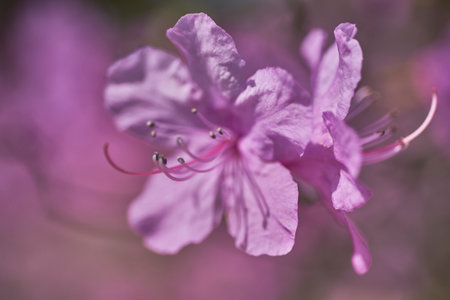 Close-up of a pink azalea flower with blurred backgroundの写真素材