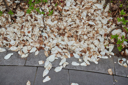 Fallen white Magnolia flower petals scattered on a garden path with green leaves.の写真素材