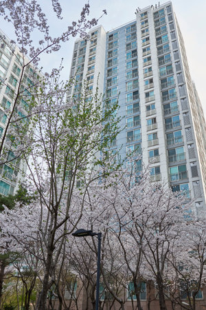 Cherry blossoms in full bloom against a modern apartment building.の写真素材
