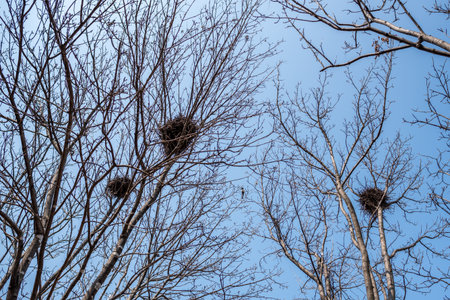 Bare trees with bird nests against a clear blue skyの写真素材