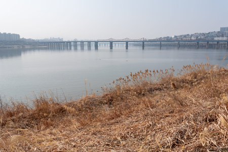 Dry reeds along the Han River Hangang in Seoul, South Korea on 16 March 2024