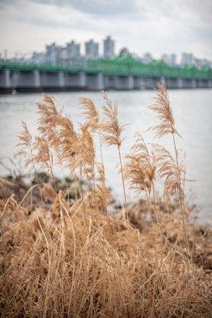 Selective focus of tall grasses sway by a river, with a bridge and city skyline in the backgroundの写真素材