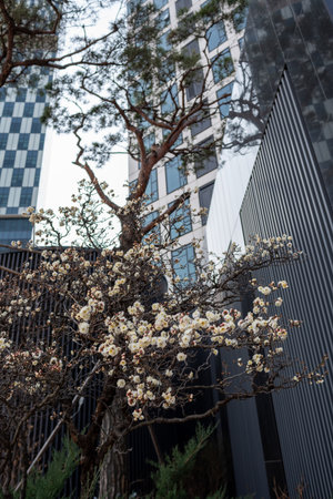 Urban landscape with blooming tree and modern buildings.の写真素材
