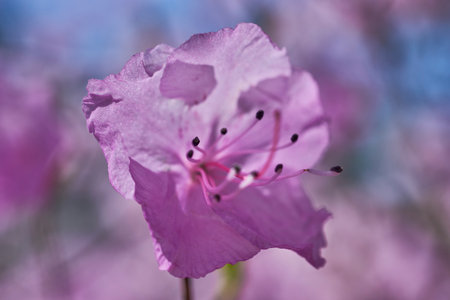 Close-up of a pink flower with blurred backgroundの写真素材
