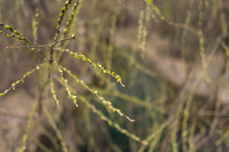 Close-up of delicate tree branches with small green buds in early spring.の写真素材