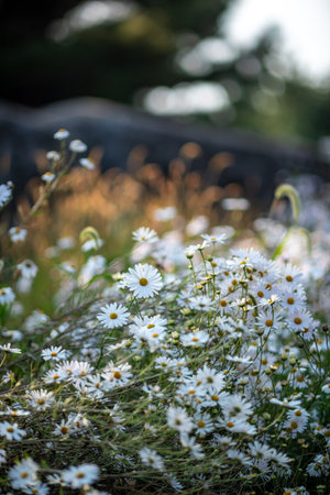 A field of white daisies with a blurred background, capturing a serene and natural setting.の写真素材