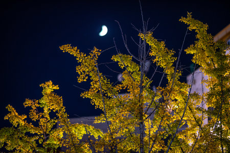 Night scene with crescent moon and illuminated autumn trees.の写真素材