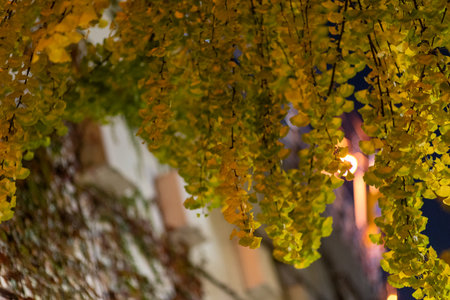 Close-up of yellow ginkgo leaves with a blurred background, creating a bokeh effect.の写真素材