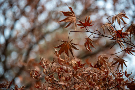 Close-up of autumn leaves on a tree branch with blurred background.の写真素材