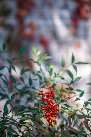 Close-up of red berries on a leafy branch with blurred background.の写真素材