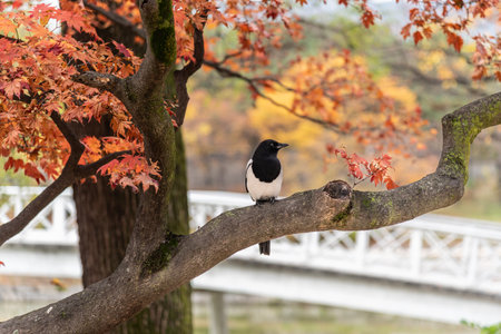A magpie perched on a tree branch with autumn leaves, near a white bridge.の写真素材