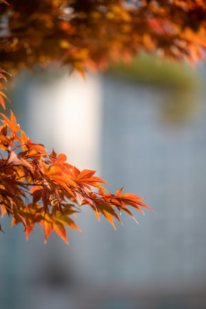 Close-up of vibrant autumn leaves with blurred background.の写真素材