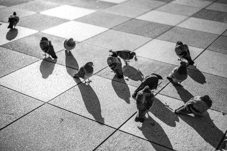 Black and white photo of pigeons on a checkered pavement.の写真素材