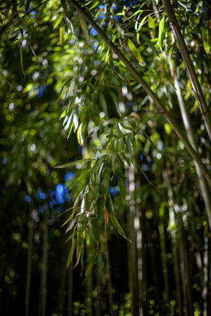 Close-up of bamboo leaves with sunlight filtering through.の写真素材