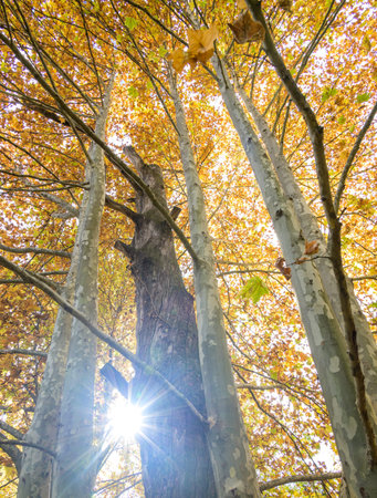 Sunlight filtering through tall trees with autumn leaves.