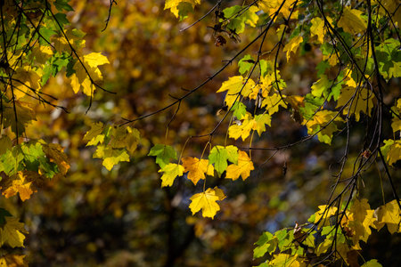 Autumn leaves in various shades of yellow and green on tree branches.