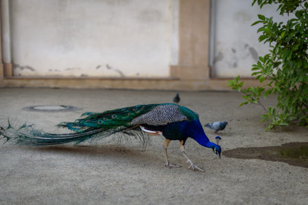 Peacock at Waldstein Garden and baroque Wallenstein Palace that houses the Senate of the Czech...