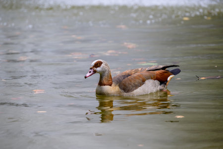 Egyptian goose swimming in a calm lake with scattered leaves.の写真素材