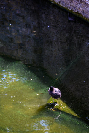 A lone black duck stands on a mossy surface in a shadowy, greenish water setting.の写真素材