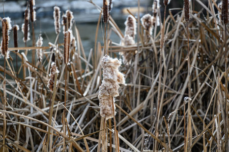 Close-up of dried cattails in a marsh during winter.の写真素材