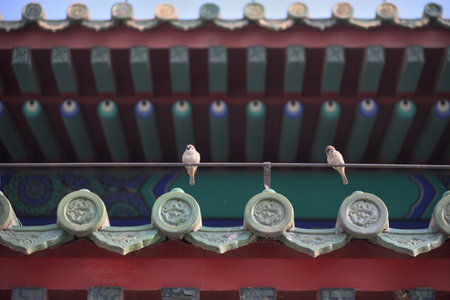 Two sparrows perched on a traditional Buddhist temple roof with colorful tiles in Beijing, capital of Chinaの写真素材