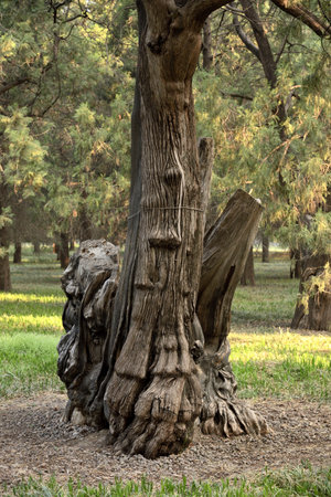 Old Cypress tree in the Temple of Heaven park in Beijing, capital of Chinaの写真素材