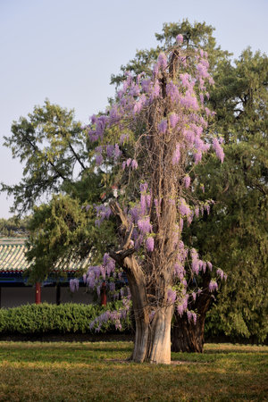 Old Cypress tree blossoming in the Temple of Heaven park in Beijing, capital of Chinaの写真素材