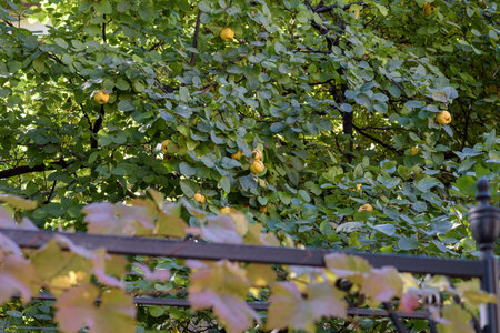 Quince tree with ripe fruits and green leaves in a garden.の写真素材