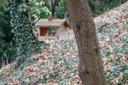 A wooden bird feeder hanging from a tree, with a bird inside, surrounded by greenery and fallen leavesの写真素材