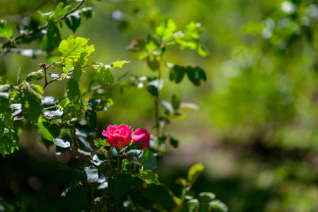Selective focus close up of vibrant red roses in a garden with a blurry green backgroundの写真素材