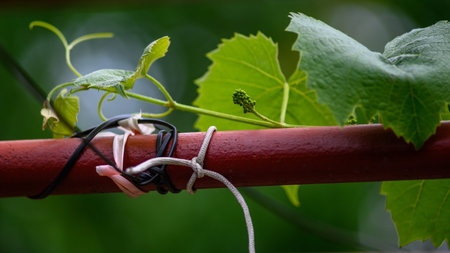 Close-up of grapevine tendrils and leaves wrapped around a red metal pole.