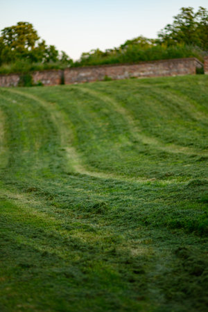 Freshly mowed grassy hill with stone wall and trees in background.の写真素材