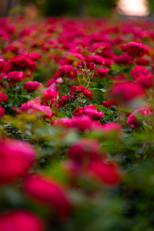 A vibrant field of blooming red roses with lush green leaves