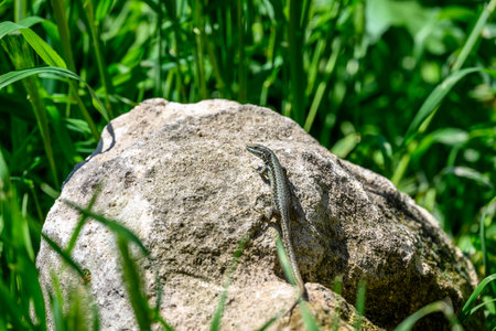 Small lizard resting on a rock surrounded by green grassの写真素材