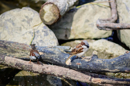 Two sparrows perched on branches near a rocky stream.