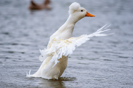 White duck with fluffy head feathers flapping wings in water.の写真素材