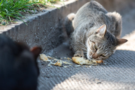Stray cats eating food scraps on a sidewalk.の写真素材