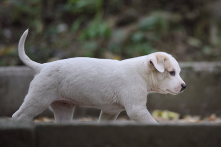 A white puppy walking outdoors on a blurred background.