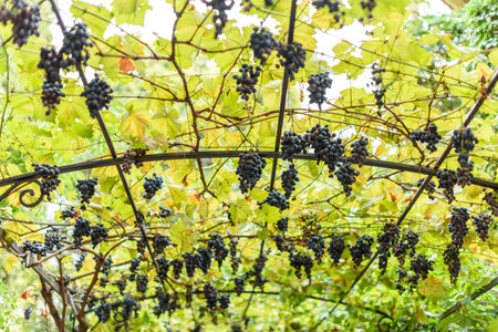 Grapevines with ripe black grapes hanging from a trellis.の写真素材