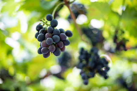 Close-up of ripe grapes hanging on a vine with blurred green leaves.