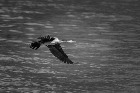 Black and white photo of a cormorant bird flying over water.の写真素材
