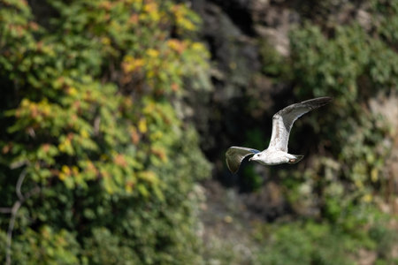 A seagull in flight against a blurred natural background.の写真素材