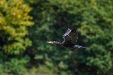 Cormorant flying over lush green foliageの写真素材