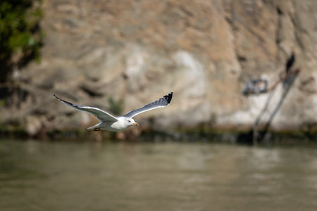 A seagull flying over a calm body of water with rocky cliffs in the backgroundの写真素材
