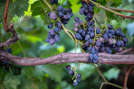 Clusters of ripe purple grapes hanging from a vine, surrounded by green leaves, showcasing a lush vineyard environmentの写真素材