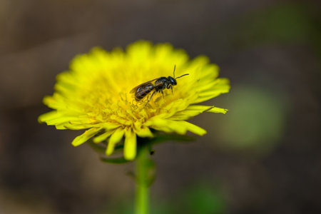 A bee on a bright yellow dandelion flower in a natural settingの写真素材