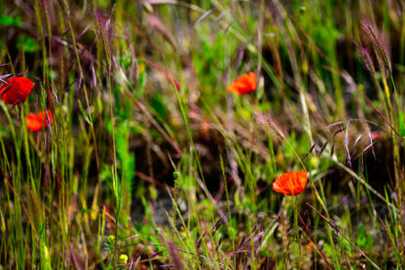 Close-up of Wild red poppies in a grassy field.